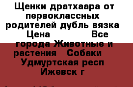 Щенки дратхаара от первоклассных  родителей(дубль вязка) › Цена ­ 22 000 - Все города Животные и растения » Собаки   . Удмуртская респ.,Ижевск г.